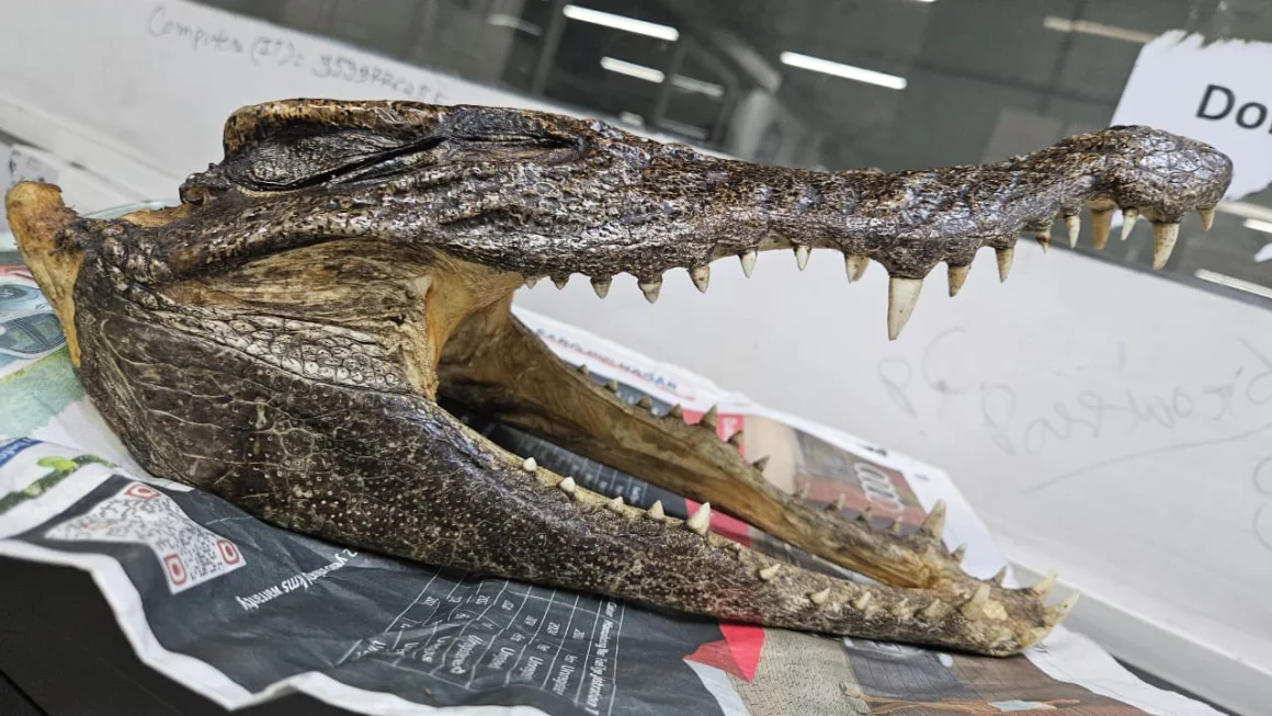 Man with crocodile skull in luggage arrested at Delhi airport